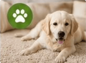 img-pets-and-stain