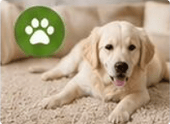 img-pets-and-stain